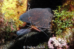An eel at a cleaning station open wide Bali by Debra Cahill 
